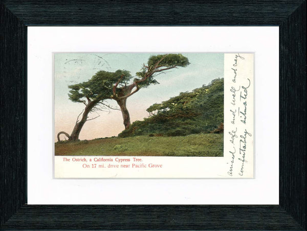 Vintage Postcard Front - California Cypress Tree—Pacific Grove
