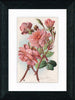 Vintage Postcard Front - California Roses