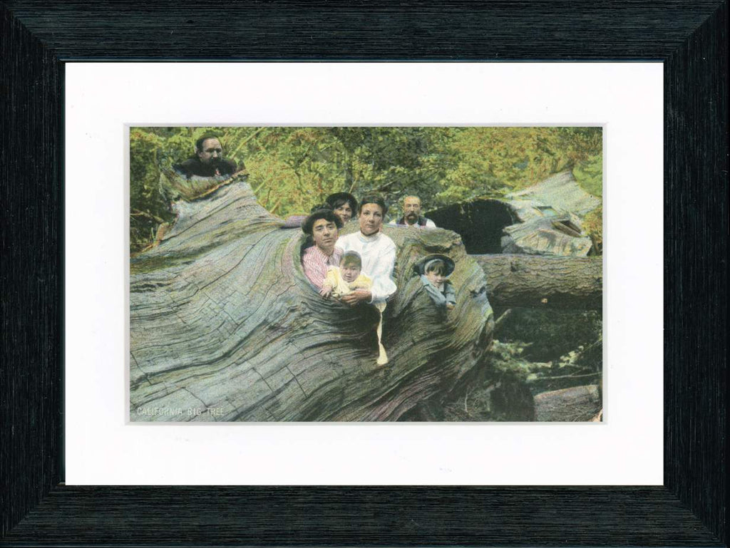 Vintage Postcard Front - California Redwood Family