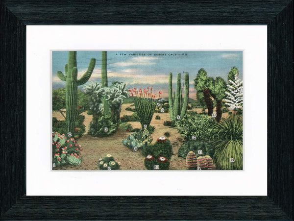 Vintage Postcard Front - Desert Cacti