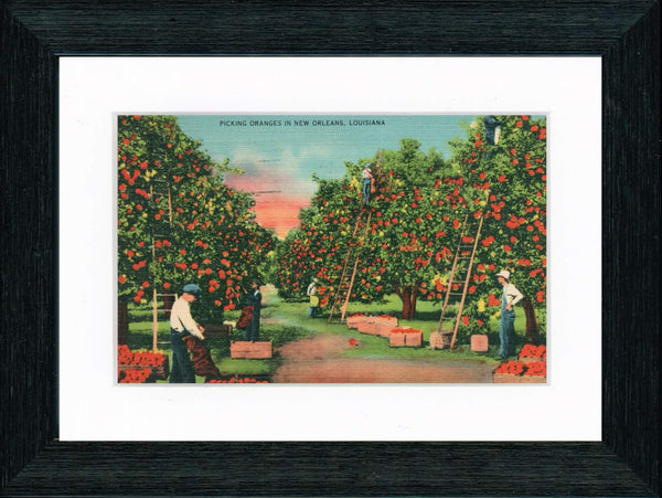 Vintage Postcard Front - Picking Orange in New Orleans