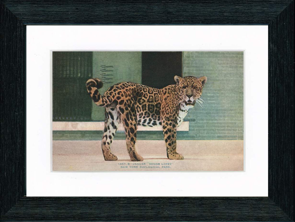 Vintage Postcard Front - Jaguar "Senor Lopez" Bronx Zoo