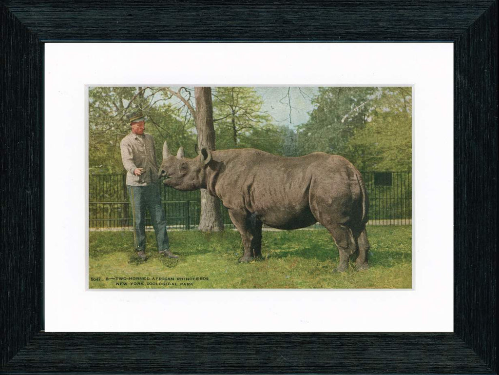 Vintage Postcard Front - Bronx Zoo Rhinoceros