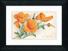 Vintage Postcard Front - California Wild Poppy