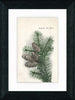 Vintage Postcard Front - Cloudcroft Pine Cones