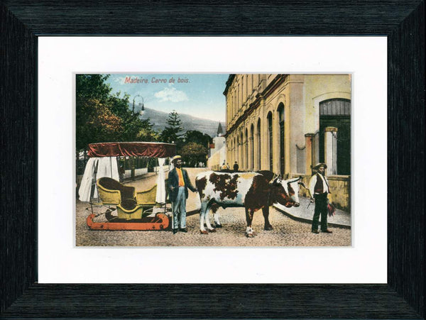Vintage Postcard Front - Madeira "Carro de Bois"