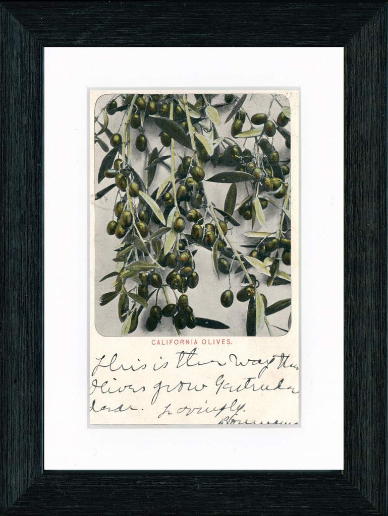 Vintage Postcard Front - California Olives