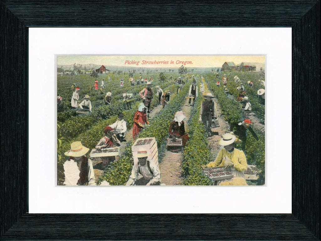 Vintage Postcard Front - Picking Oregon Strawberries