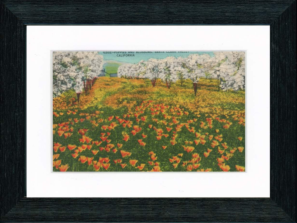 Vintage Postcard Front - Santa Clara Poppy Blossoms