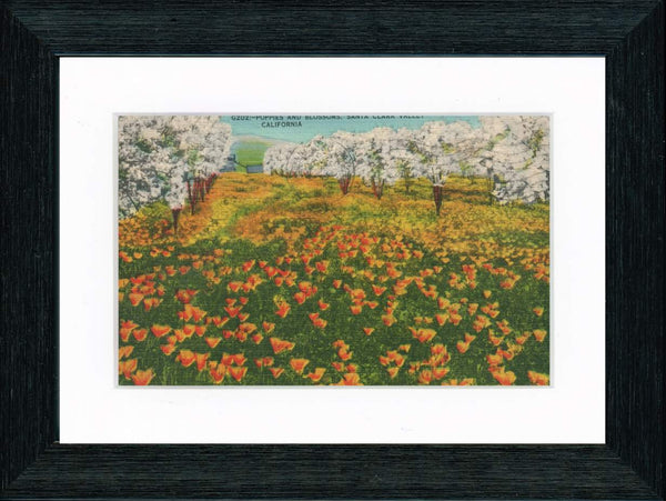Vintage Postcard Front - Santa Clara Poppy Blossoms