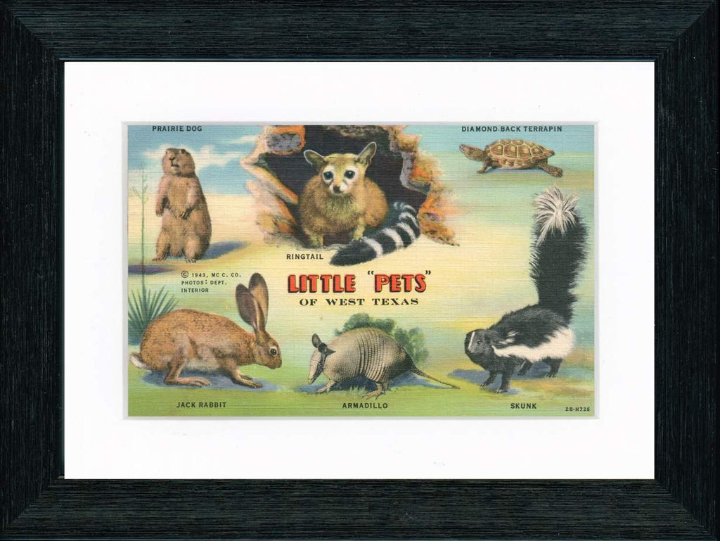 Vintage Postcard Front - Little Pets of West Texas