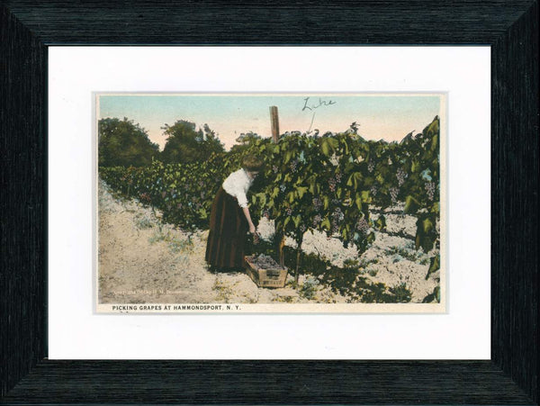 Vintage Postcard Front - Picking Grapes at Hammondsport