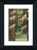 Vintage Postcard Front - Redwood Grove