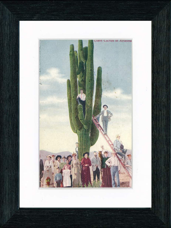 Vintage Postcard Front - Giant Arizona Cactus